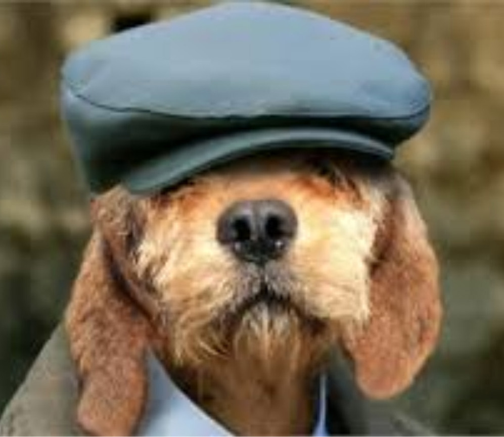 perro-detective